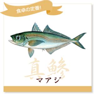 養魚的種類|どんな魚が養殖されているの？ 